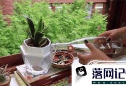 怎样消灭花盆里的蚂蚁优质