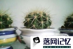 仙人球怎样移栽移植和养护优质