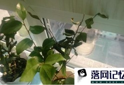 茶花树叶子干枯打卷怎么补救优质