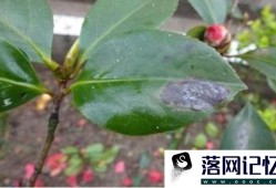 茶花树叶子干枯打卷怎么补救优质