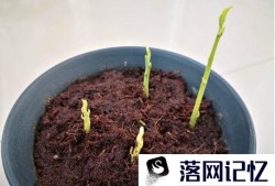 怎么发芽栽种菠萝蜜核优质