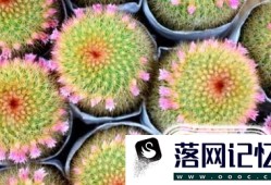 如何让仙人球开花？优质