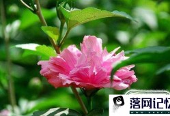 木菊花怎么养才是正确的养殖方法优质