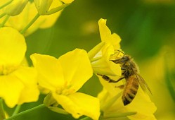 黄蜂属于益虫还是害虫