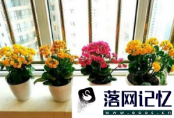 卧室放什么植物比较好优质