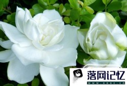 养栀子花需要注意哪些事项？优质