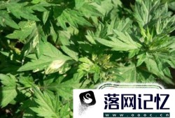 治疗咳嗽的偏方有哪些？优质