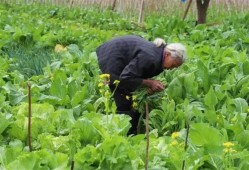 大妈组团偷菜被抓现行反殴打菜主