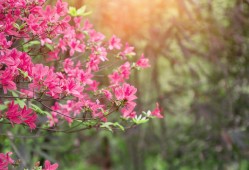 杜鹃花主要是哪个城市的市花