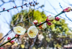 昂首怒放的意思是形容蜡梅花儿什么