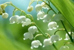 聆听安静地银铃花的花语：《Le temps du muguet （铃兰）》