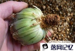 多肉植物根烂了也可以养过来优质