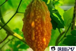 夏天必备，养生五味