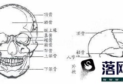 脸部的骨骼肌肉结构及面部审美优质