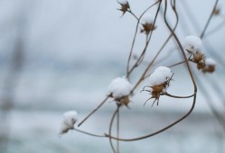 雪中等我的那个人：《初雪》