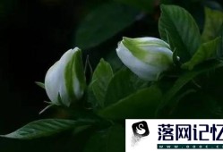 如何养护栀子花优质