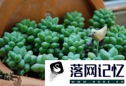 养多肉植物用什么花盆优质