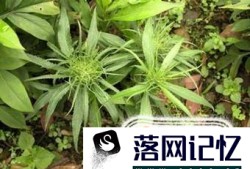 如何冶过敏性鼻炎中药方优质