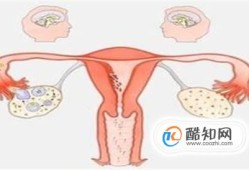 怎么知道自己有没有排卵？优质