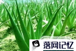 什么植物在夜间也释放氧气？优质