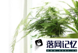 卧室放什么植物比较好优质