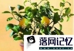 教你如何在家种植柠檬呢？优质