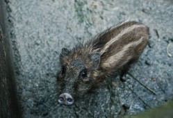 野猪属于国家几级保护动物