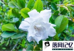 怎么养栀子花盆栽水培优质