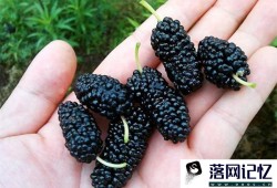 食疗改善脱发症状选择什么食物