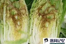 食用白菜时须注意的事项