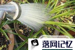 兰花种植方法步骤图解优质