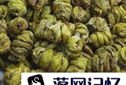 怎么辨别铁皮石斛真伪 用什么方法？优质