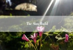 The Slow Build