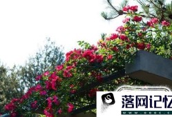 藤本月季要怎样种植花开满架？优质