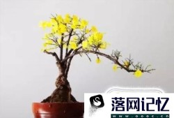 迎春花的养护与种植方法优质