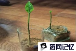 怎么发芽栽种菠萝蜜核优质