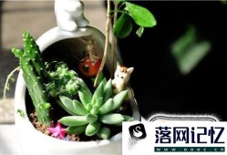 多肉植物的养殖方法？优质