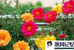 太阳花花语是什么？优质