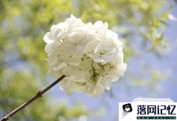 绣球花如何养植优质