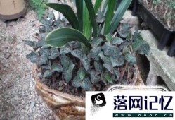 金线莲种植模式和效益优质