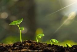 闲花野草逢春生是什么意思