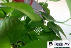 怎么水培植绿萝？绿萝水培植的方法优质