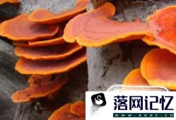 关于毒蘑菇的误区有哪些？无毒蘑菇有哪些？优质