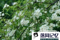 木香花如何养植优质