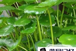 镜面草的养殖（水培）方法优质