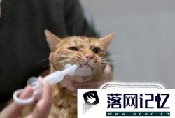 猫要如何避孕，吃避孕药吗？优质