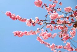 樱花开了，然后不小心吻了你的脸颊：《Sakura》