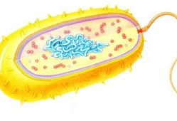 原核生物可以进行有氧呼吸吗