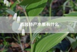 西昌特产水果有什么