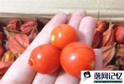 红菇娘的功效与作用及营养价值